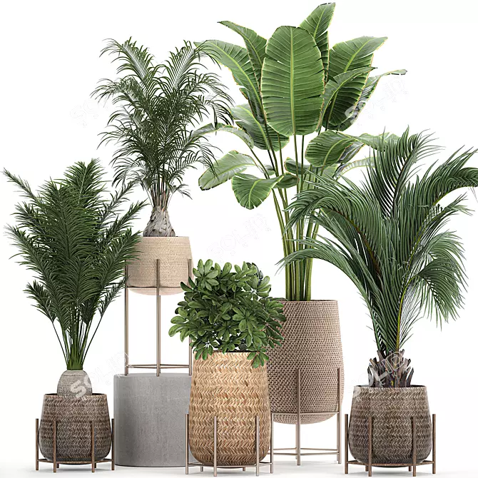 Tropical Plant Collection: Exotic & Indoor Plants in Rattan Basket 3D model image 1