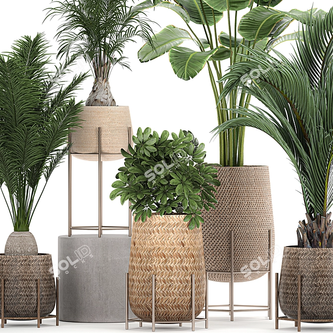 Tropical Plant Collection: Exotic & Indoor Plants in Rattan Basket 3D model image 3