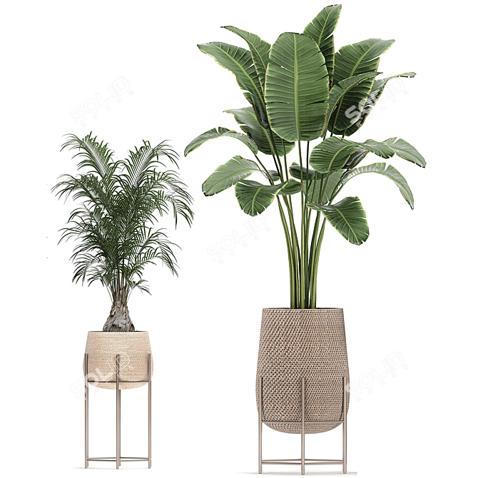 Tropical Plant Collection: Exotic & Indoor Plants in Rattan Basket 3D model image 4