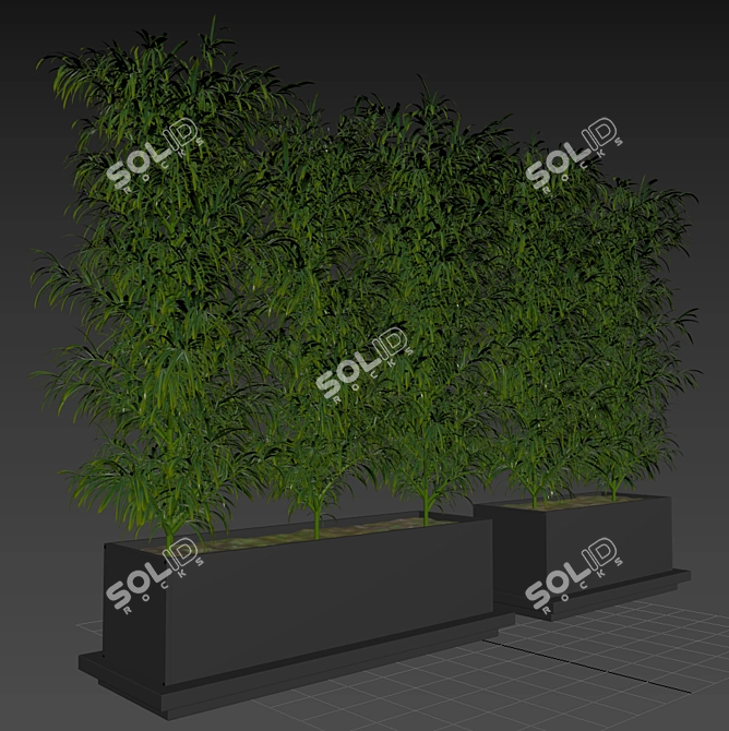 Tropical Palm Plant in Box 3D model image 4