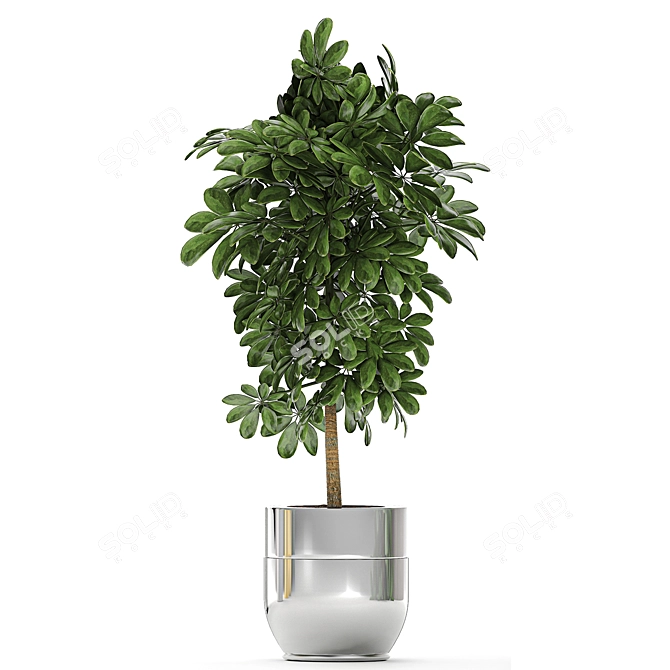 Tropical Plant Collection: Exotic & Decorative 3D model image 3