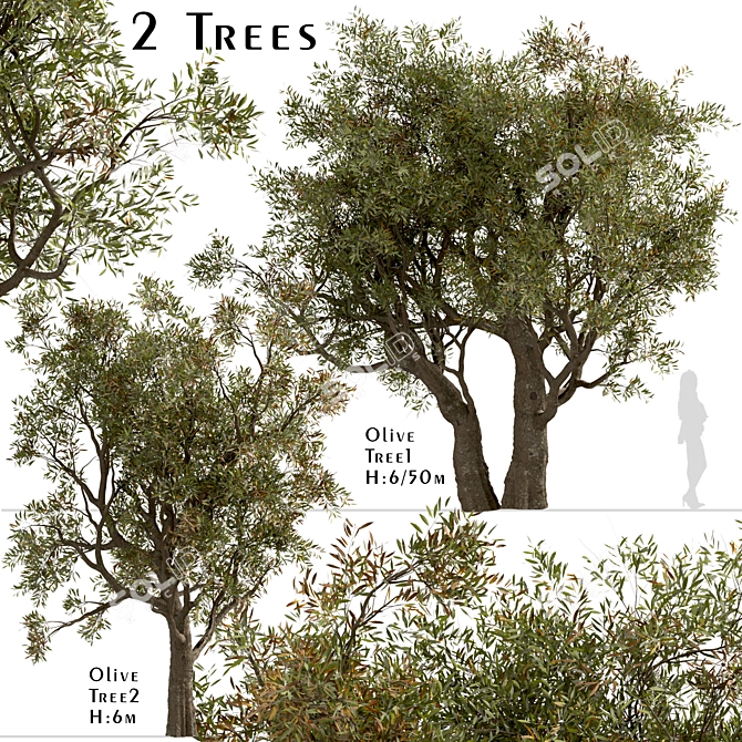 Mediterranean Duo: Set of 2 Olive Trees 3D model image 1