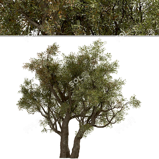 Mediterranean Duo: Set of 2 Olive Trees 3D model image 2