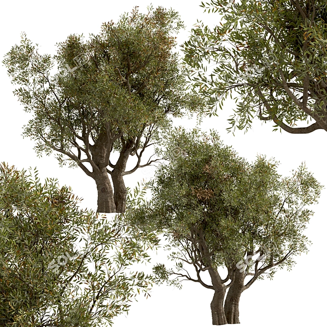Mediterranean Duo: Set of 2 Olive Trees 3D model image 3