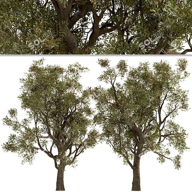 Mediterranean Duo: Set of 2 Olive Trees 3D model image 5