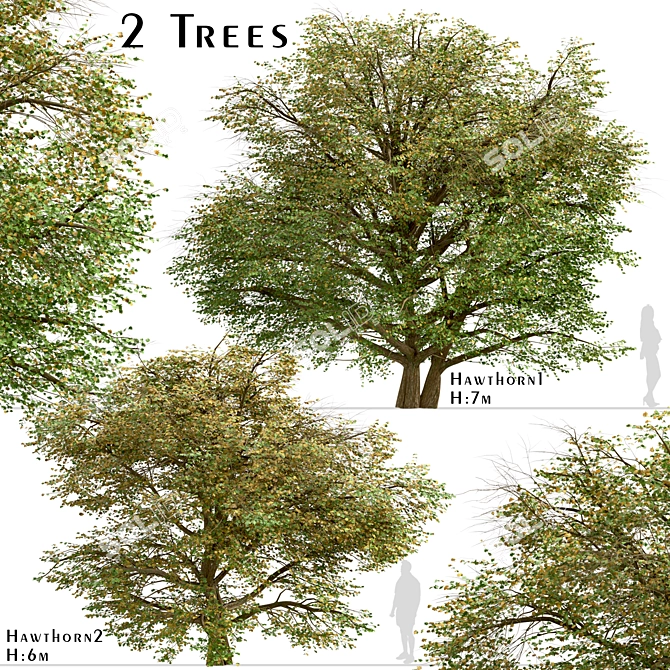 Delightful Set of Hawthorn Trees 3D model image 1