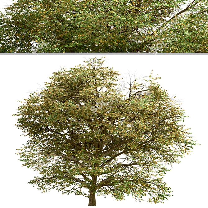 Delightful Set of Hawthorn Trees 3D model image 3