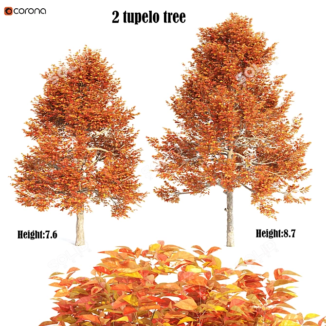 Tupelo Trees: Natural Beauty Blossoming 3D model image 1