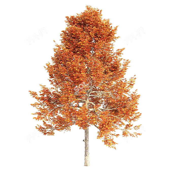 Tupelo Trees: Natural Beauty Blossoming 3D model image 3