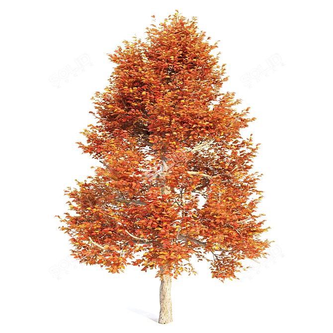 Tupelo Trees: Natural Beauty Blossoming 3D model image 4