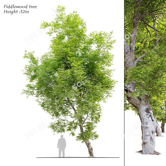 Fiddlewood Tree: 12m Height, Exquisite Citharexylum Spinosum 3D model image 1
