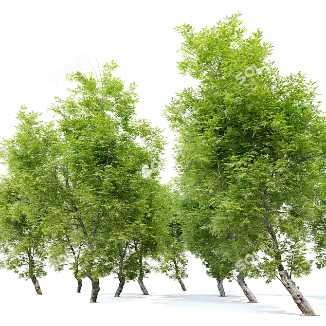 Fiddlewood Tree: 12m Height, Exquisite Citharexylum Spinosum 3D model image 2