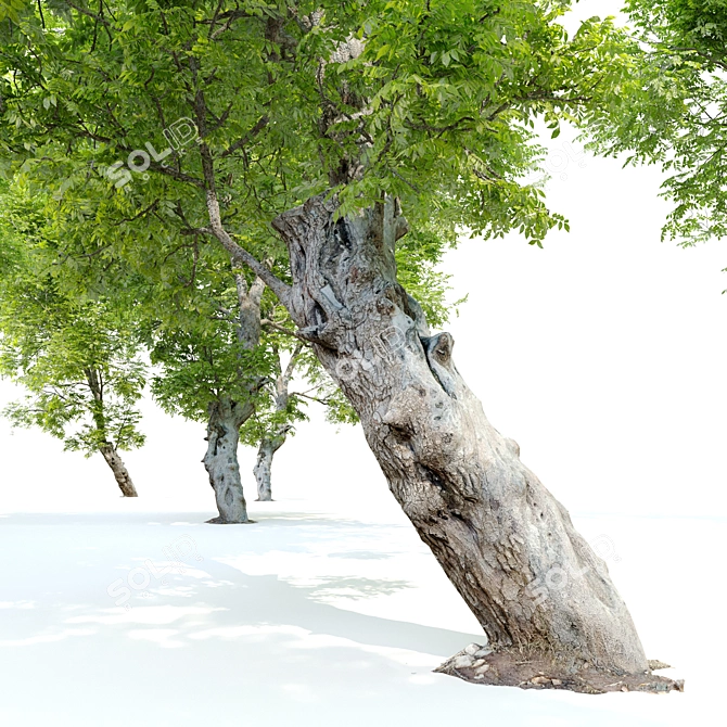 Fiddlewood Tree: 12m Height, Exquisite Citharexylum Spinosum 3D model image 4