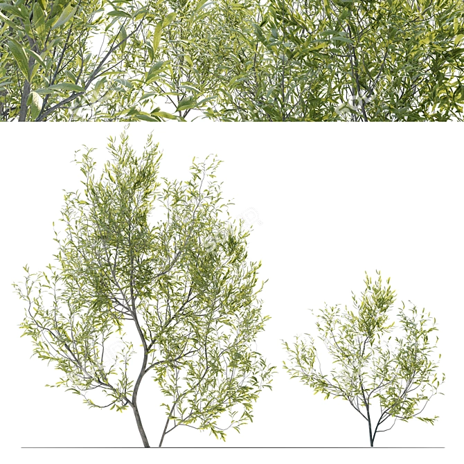 Evergreen Elegance: Four Young Olive Trees 3D model image 2