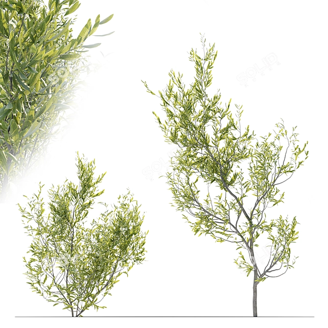 Evergreen Elegance: Four Young Olive Trees 3D model image 3