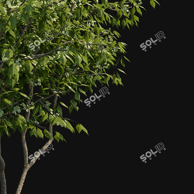 Elegant Three-Leafed Ptelea Tree 3D model image 3