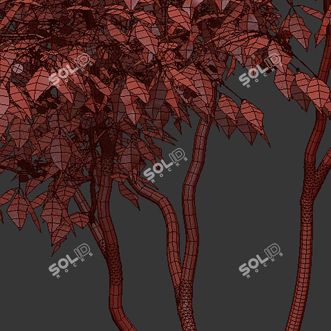 Elegant Three-Leafed Ptelea Tree 3D model image 5
