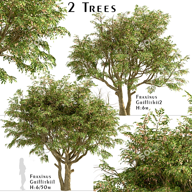 Evergreen Ash Trees Set (2 Trees) 3D model image 1