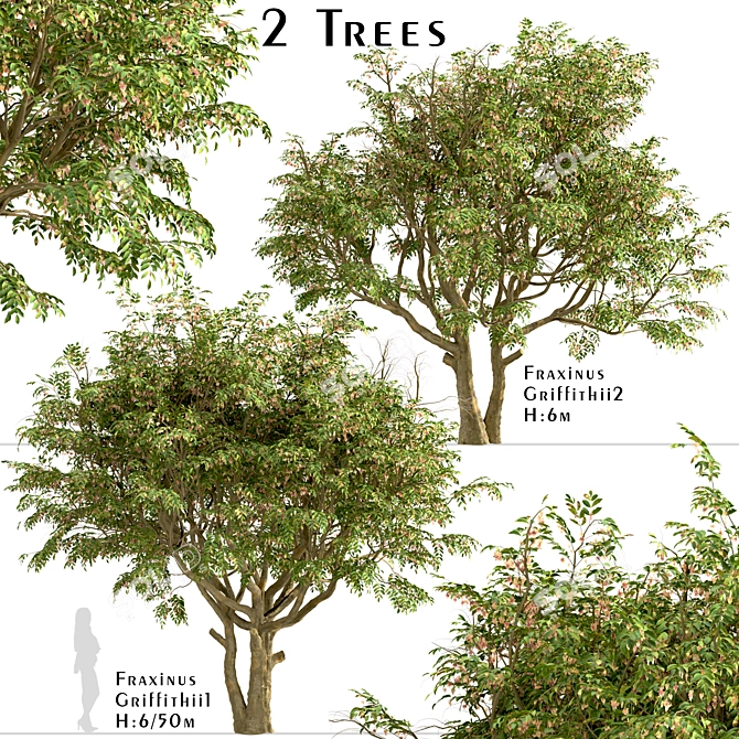 Evergreen Ash Trees Set (2 Trees) 3D model image 3