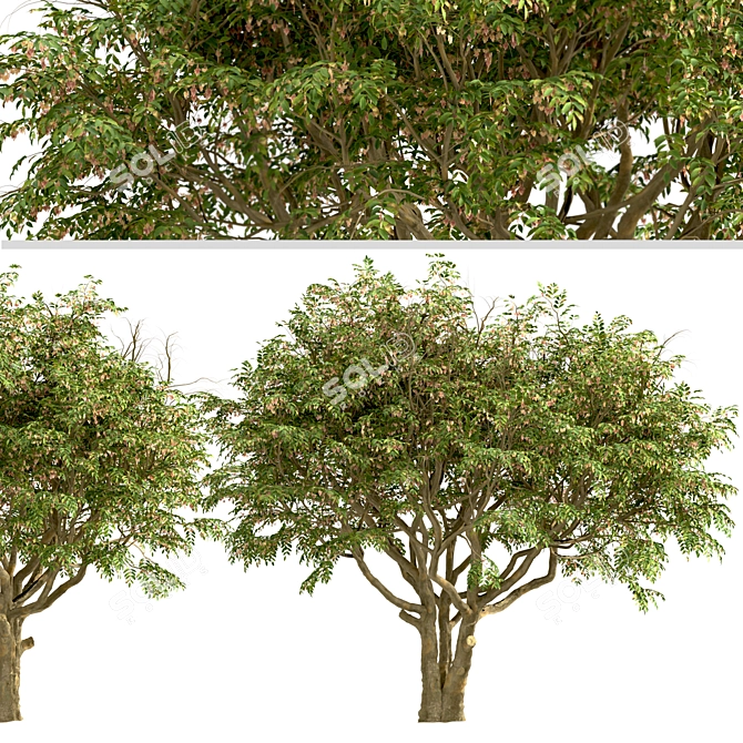 Evergreen Ash Trees Set (2 Trees) 3D model image 5