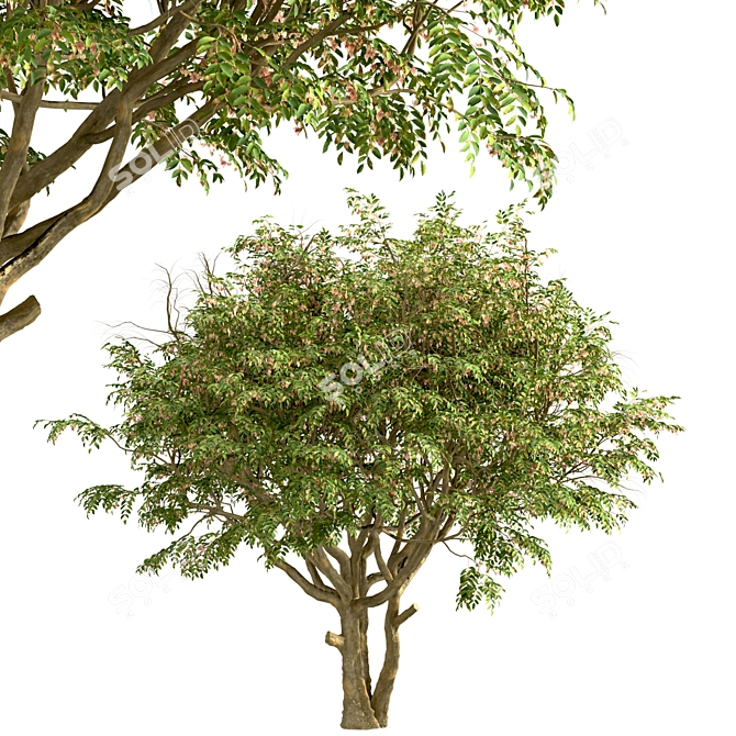 Evergreen Ash Trees Set (2 Trees) 3D model image 6