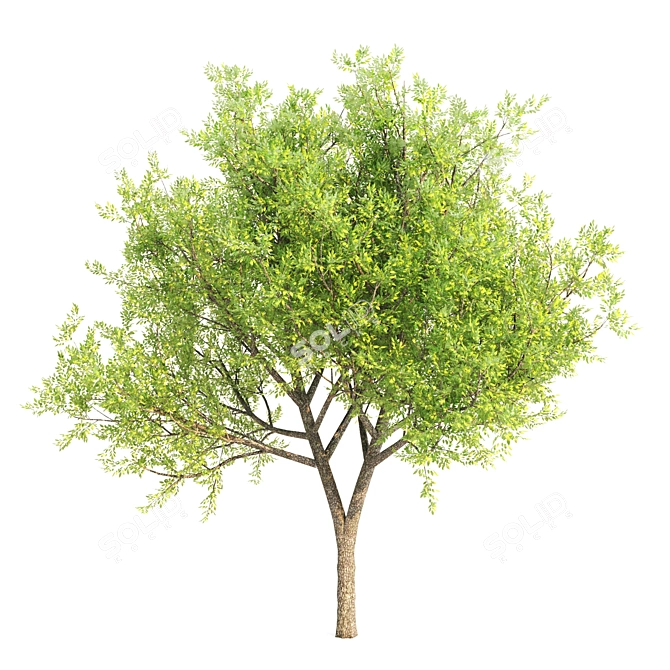 Diverse Trio: Locust, Acacia, Ash 3D model image 3