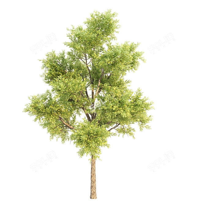 Diverse Trio: Locust, Acacia, Ash 3D model image 4