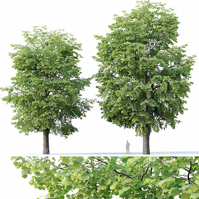 Tilia europaea 16,18m - Two Detailed Trees 3D model image 1