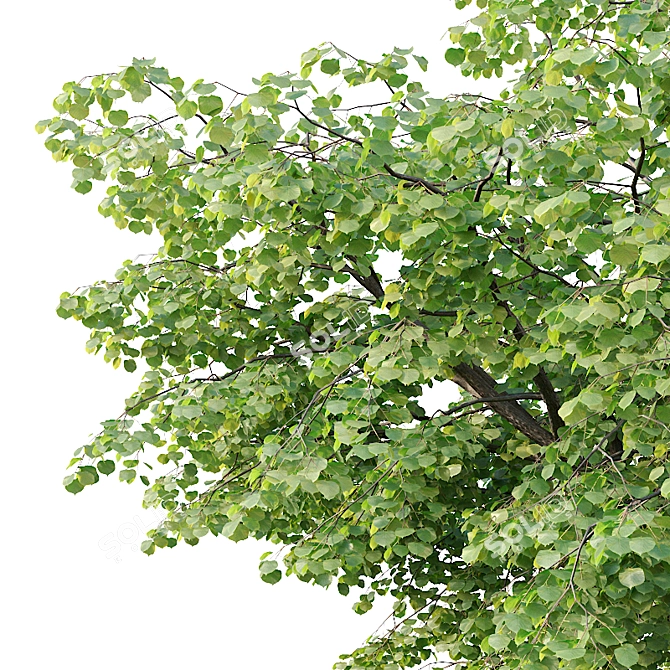 Tilia europaea 16,18m - Two Detailed Trees 3D model image 2