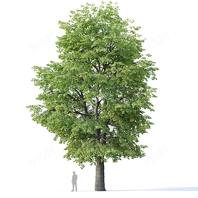 Tilia europaea 16,18m - Two Detailed Trees 3D model image 3