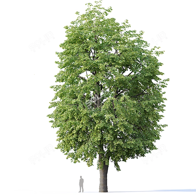 Tilia europaea 16,18m - Two Detailed Trees 3D model image 4