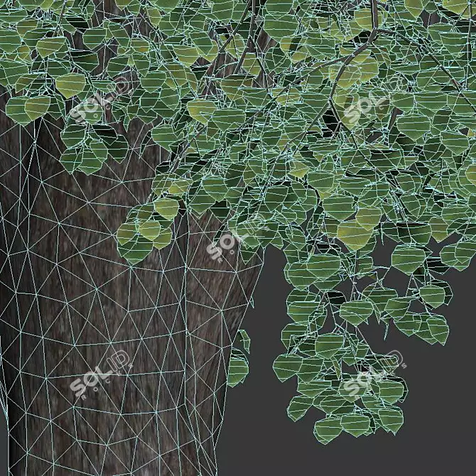 Tilia europaea 16,18m - Two Detailed Trees 3D model image 5