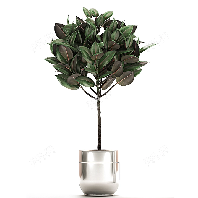 Chroma Plant Collection 3D model image 2