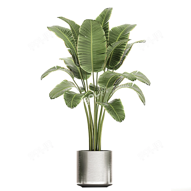 Tropical Chrome Plant Collection 3D model image 3