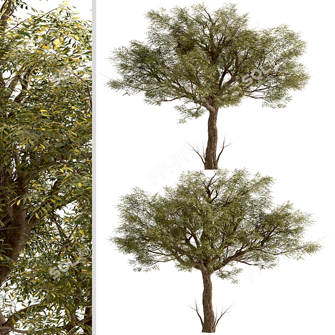 Exquisite Acacia Tortilis Set (2 Trees) 3D model image 2