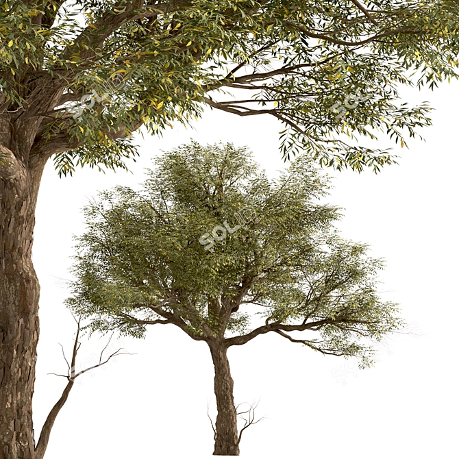 Exquisite Acacia Tortilis Set (2 Trees) 3D model image 3