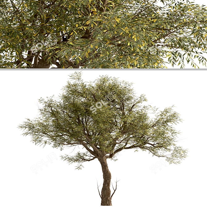 Exquisite Acacia Tortilis Set (2 Trees) 3D model image 4