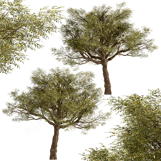 Exquisite Acacia Tortilis Set (2 Trees) 3D model image 5