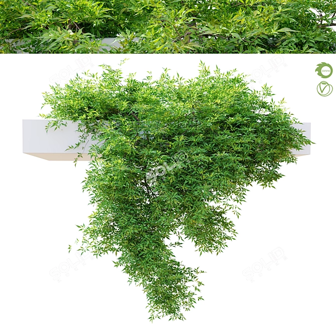 Hanging Plant - Corolla FBX 3D model image 1