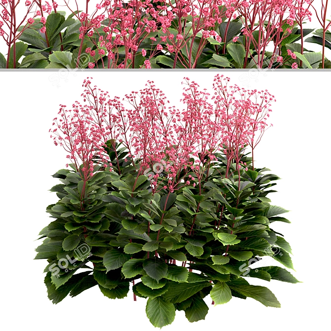 Featherleaf Rodgersia: Set of 3 Bushes 3D model image 2