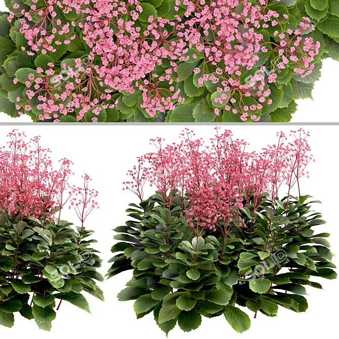 Featherleaf Rodgersia: Set of 3 Bushes 3D model image 3