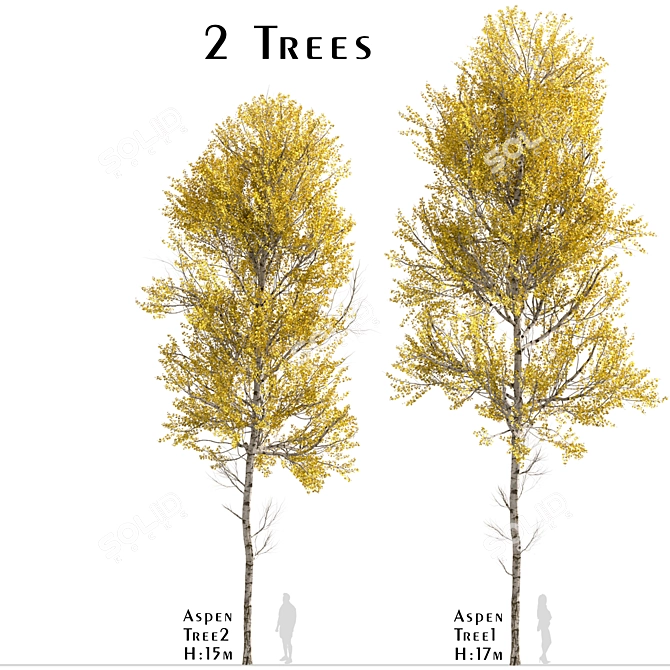 Quaking Aspen Trees (2-Piece Set) 3D model image 1