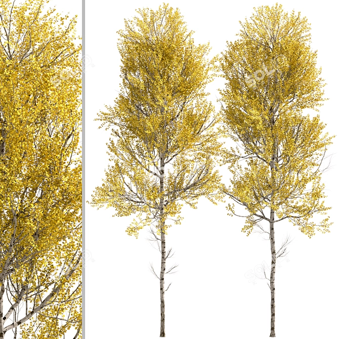 Quaking Aspen Trees (2-Piece Set) 3D model image 3