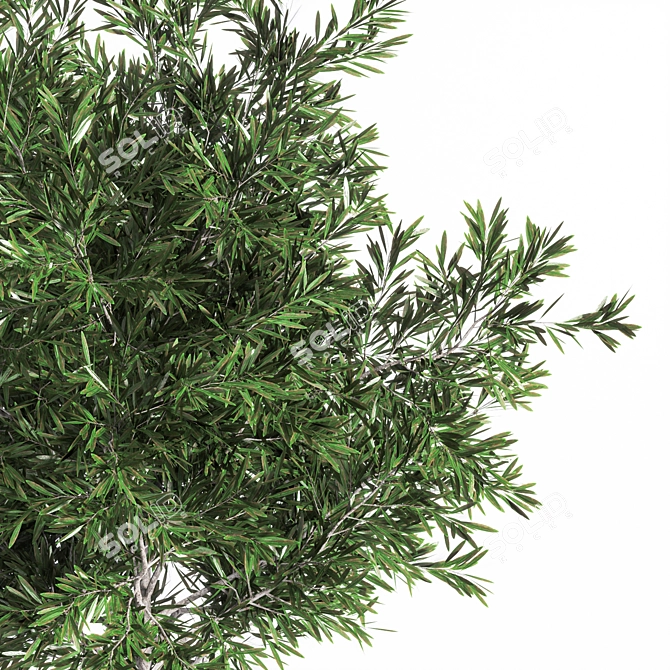 Premium Outdoor Plants Tree: Stunning 2015 Version 3D model image 3