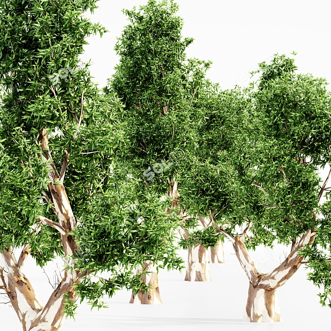 Majestic Red Gum Trees - 5 Varieties 3D model image 3