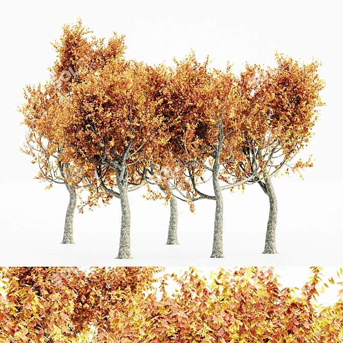 Autumn Oak Tree Collection 3D model image 1