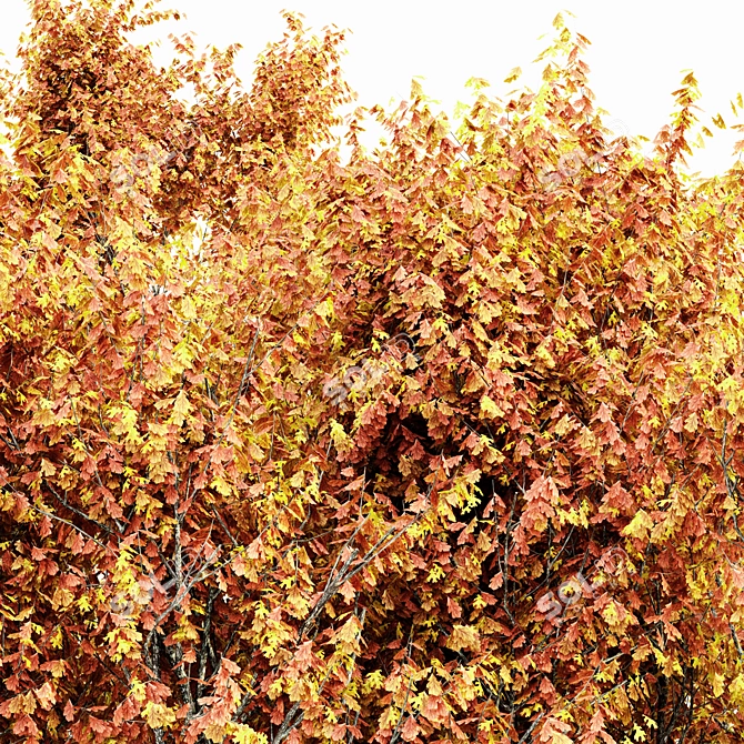 Autumn Oak Tree Collection 3D model image 2