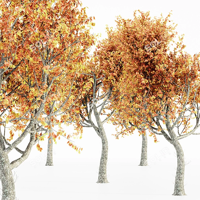 Autumn Oak Tree Collection 3D model image 3