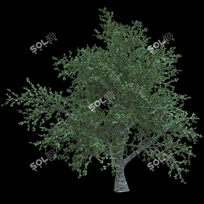 Elegant Cherry Blossom Tree 3D model image 1