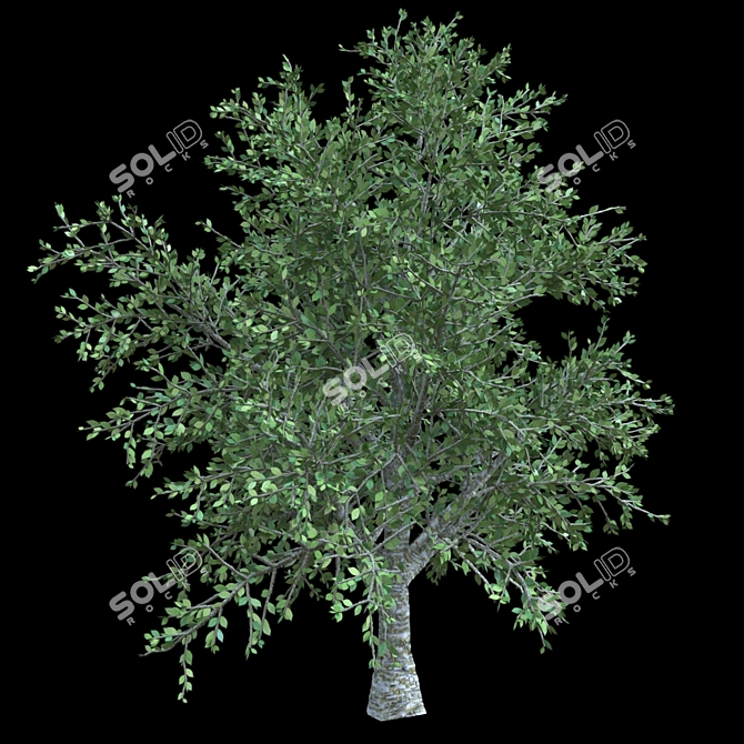 Elegant Cherry Blossom Tree 3D model image 2